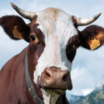 Avatar du membre